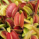 These predatory plants are more than meets the eye.
